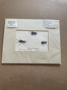 Atlas Beetle, Large Scarabaeidae Insect, Hand-Colored Antique Print Jardine 1835 - Bild 1 von 5