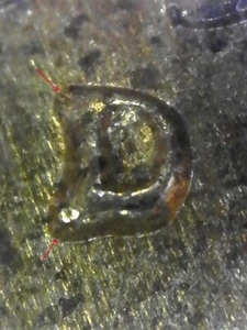 1957-D Lincoln Memorial Cent Münze - Repunched Mintmark RPM - Error Inv#E2250 - Bild 1 von 3