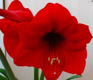 Hippeastrum Barton Red: Small Bulb: $45 Per Bulb Free Shipping - Picture 1 of 1