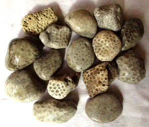 15 Unpolished Michigan Petoskey Stone - Devonian Coral Fossil - 6.5+lb - 3.10Kg - Picture 1 of 2