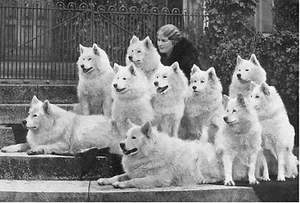 SAMOJEDEN DAME UND GRUPPE VON HUNDEN SCHÖNES ALTES BILD AUF HUNDEGRUSSKARTE - Bild 1 von 1
