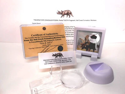 Genuine Fossil Triceratops Dinosaur Partial Tooth Fragment from  Hell Creek USA - Image 1 of 4