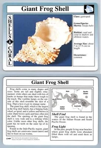 Giant Frog Shell #13.09 - Shells & Coral - Treasures Of The Earth Grolier Card - Picture 1 of 1