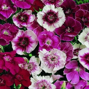 Sweet William ' Baby Doll' Organic Seeds x 250 - Picture 1 of 1
