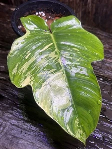 Premium Rare Philodendron squamiferum Variegated - Picture 1 of 8