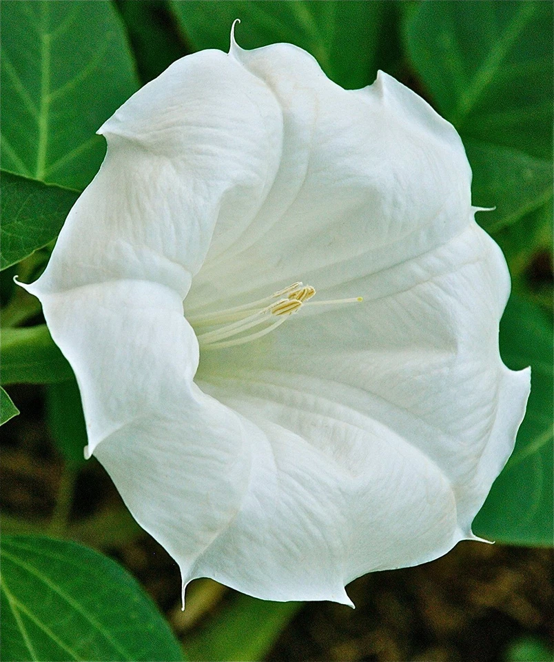 100+ Angle's Trumpet, Datura White Moon Flower, Texas Seeds, GREAT germination! - Image 1 of 4