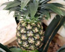 *Kona Sugar Loaf*Live Pineapple Plant Ananas comosus Edible fruit*Ships In Pot