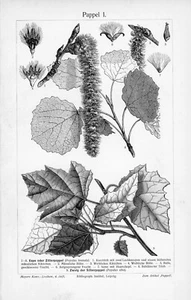 1905 POPLAR TREE LEAVES LEAF ENGRAVING ILLUSTRATION PRINT 2 Pgs - Picture 1 of 4