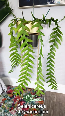 Selenicereus Chrysocardium - Sharktooth Fern - Cuttings / Rooted Plants - Image 1 of 3