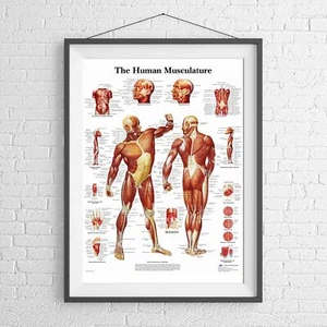 MALE MUSCULAR SYSTEM CHART HUMAN BODY POSTER PICTURE PRINT Size A5 to A0 **NEW** - Foto 1 di 14