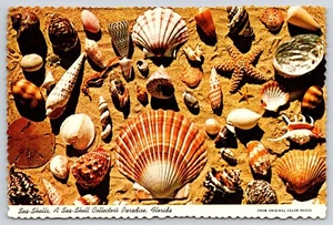 Sea Shells Collecting in Florida USA Postcard - Picture 1 of 2