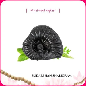 Adbhut Sudarshan Shaligram Shila - EBS87 - Imagen 1 de 3