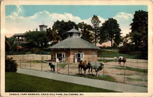 Camels, Park Mansion, Druid Hill Park, Baltimore, Maryland postcard. - Picture 1 of 2