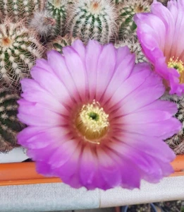Echinocereus oklahomensis HK 1844 winterharter Kaktus bis - 20 Grad - Bild 1 von 6