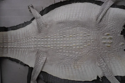 W 14 pulgadas-Off White Piel de cocodrilo real Piel exótica Taxidermia Artesanía #R2 Foto 1 de 4