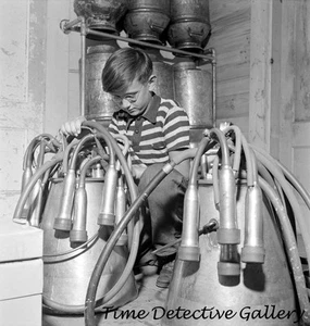 Modern Electric Dairy Milking Machines - 1942 - Historic Photo Print - Picture 1 of 1