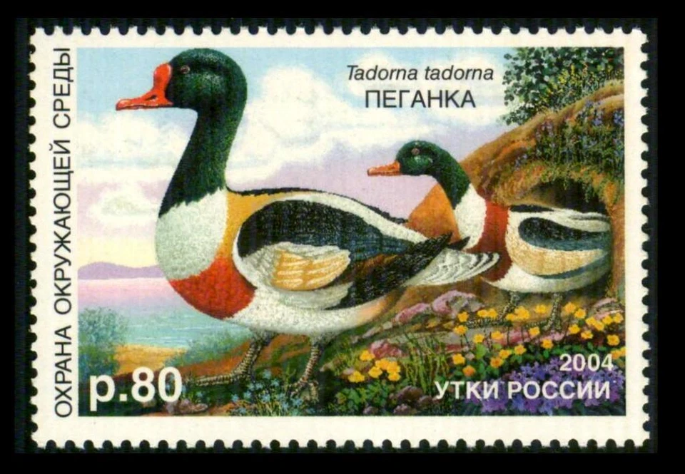 RD16 RUSSIA Duck Stamp 80p RED BILLED SHELDUCK 2004 MNH $8 SEE PHOTOS Lot A-643 - Image 1 of 1