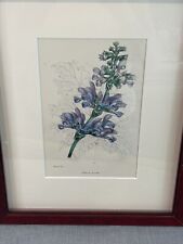 1842 Joseph Paxton Original Antique Magazine of Botany Salvia Bicolor COA