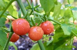 NON GMO ORGANIC, NATIVE  FLORIDA EVERGLADES TOMATO SEEDS, PACK OF 40   SEEDS - Picture 1 of 1