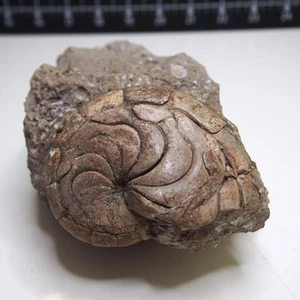 1kg Aturia sp. Nautilus Ammonite Fossil fossilien lot Mollusk - Picture 1 of 19