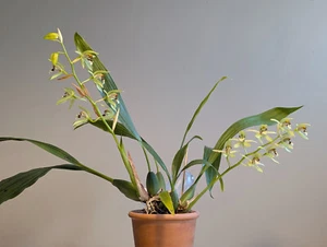 Coelogyne confusa (Naturform) - Bild 1 von 10