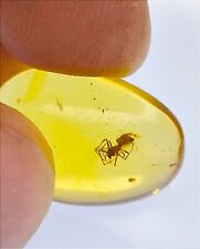 Nice Spider in clear  Burmite amber fossil