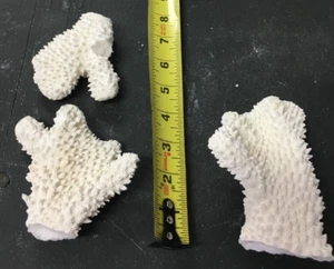 Piezas de coral blanco natural vintage, 3 cada una, 14,8 oz, 414 g - Imagen 1 de 3