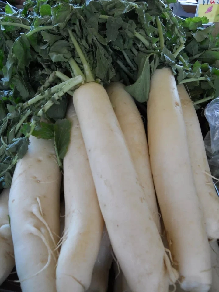 100+ Daikon Radish Seeds - Japanese Minowase -- Heirloom - Organic - NON GMO - Image 1 of 1