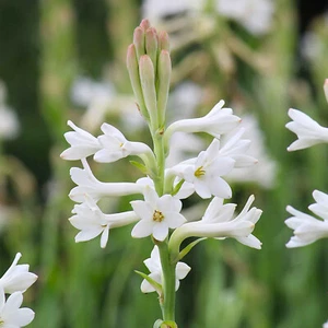 1- Tuberose Bulb single Mexican Fragrant Polianthus - Picture 1 of 2