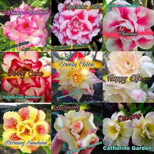 9 Mixed Colors Desert Rose Seeds- Beautiful- Very Rare. - Picture 1 of 1