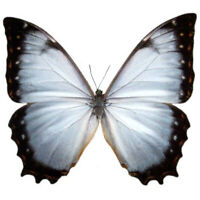EURYBIA JUTURNA unmounted butterfly