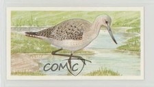1990 Brooke Bond A Journey Downstream Tea Greenshank #3 x9h