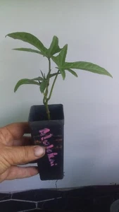 2 rare deep purple flesh & skin sweet potato PLANTS organic MOLOKAI + P/P , pot - Picture 1 of 5