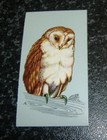 Tetley Tea - British Birds Card No11 - Barn Owl