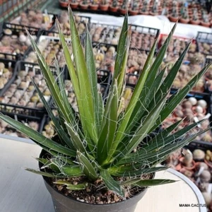A6250 AGAVE FILIFERA Olla 14 cm H 18 cm W 22 cm MaMa Cactus - Imagen 1 de 3