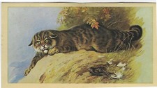Grandee Cigars Cigarette Card British Mammals No.6 Wild Cat Good+ Condition