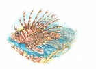 Rotfeuerfisch Panzerwangen Drachenköpfe - Kunstdruck-Bild - 25,5 x 17,5 cm