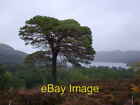 Photo 6x4 Scots Pine in Glen Affric National Nature Reserve Am Meallan/N c2005