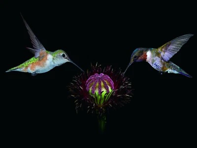 3D WILDLIFE LENTICULAR PRINT PICTURE POSTER 3D WALL ART - HUMMINGBIRD 4 - Image 1 of 4