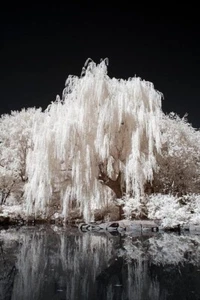 One White Willow Tree - Silver Leafs Shimmer in The Sun and Moonlight - Picture 1 of 2