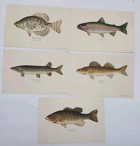 5 Vtg 1950’s Heddon's Famous Fish Prints  - Picture 1 of 7
