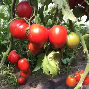 Ukraine Samen der unbestimmten Masson F1 Tomate 100 Stück - Bild 1 von 2