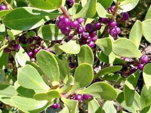 10 X NATIVE JUNIPER BERRY SEEDS-BOOBIALLA-BUSH TUCKER-FRUIT TREE-GARDEN PLANT - Picture 1 of 6