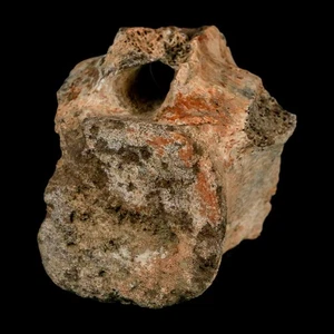 2" Triceratops Fossil Vertebrae Tail Bone Hell Creek FM Cretaceous Dinosaur WY - Picture 1 of 10