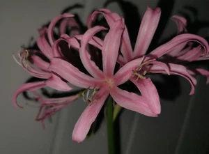 @ (◕‿◕)\\@ Nerine Bowdenii - Guernseylilie - Bild 1 von 1