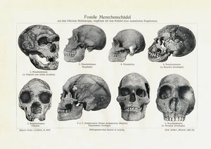 Fossile Menschenschädel historischer Druck Holzstich ca. 1910 Bild antik Medizin - Bild 1 von 11