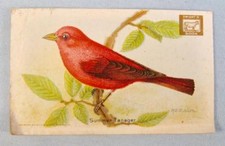 Summer Tanager Church & Dwight Soda Card 1923 Useful Birds America 3rd Series O