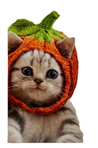 Halloween Karte, süßes Kätzchen im Kürbishut, Avanti Grußkarte NEU - Bild 1 von 9