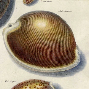 RARO 1802 REES CYCLOPAEDIA Grabado Coloreado a Mano CONCHOLOGÍA (Conchas de Mar) Pl. 88 - Imagen 1 de 8
