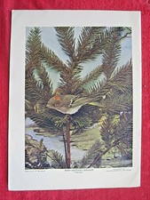 1897 ANTIQUE RUBY CROWNED KINGLET BIRD LITHOGRAPH PRINT